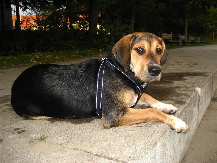 Blanding af racer Nuser - Nyt. billede 20