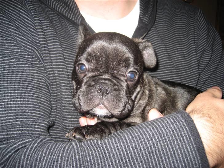 Fransk bulldog Berta billede 2