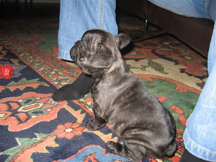 Fransk bulldog Berta billede 3