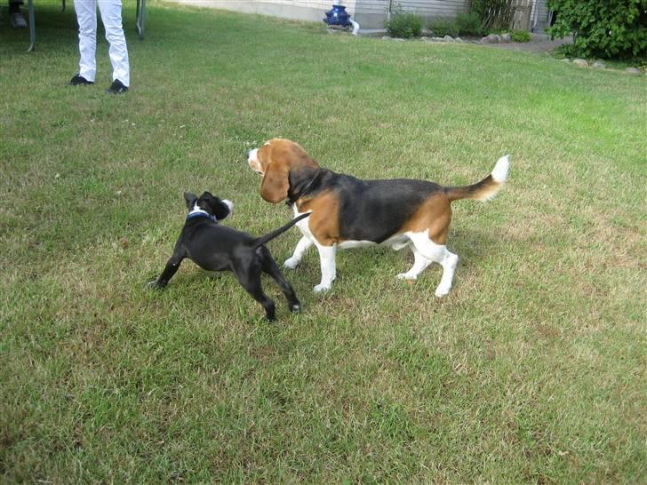 Amerikansk staffordshire terrier Bastian <3 - Bastian og hans bedste legekammerat Sifka :D billede 5