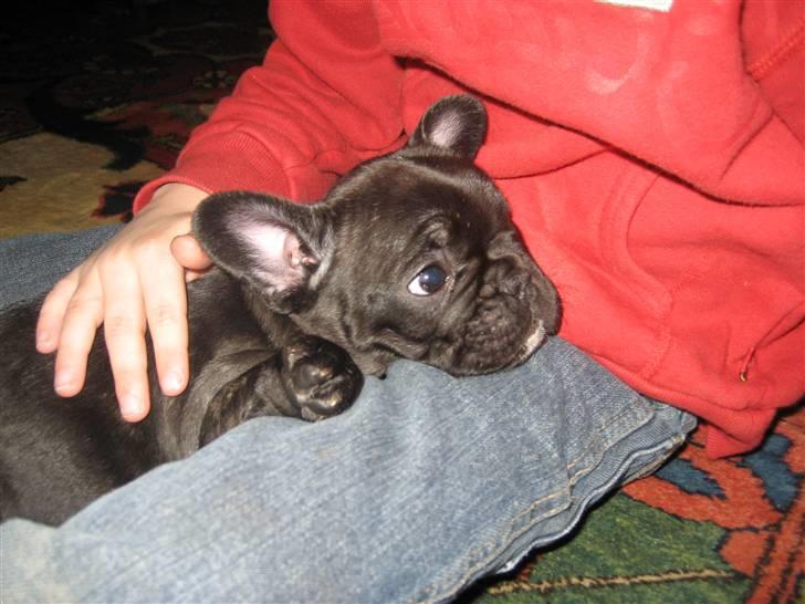 Fransk bulldog Berta billede 4