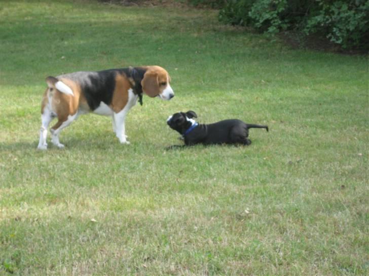 Amerikansk staffordshire terrier Bastian <3 billede 6