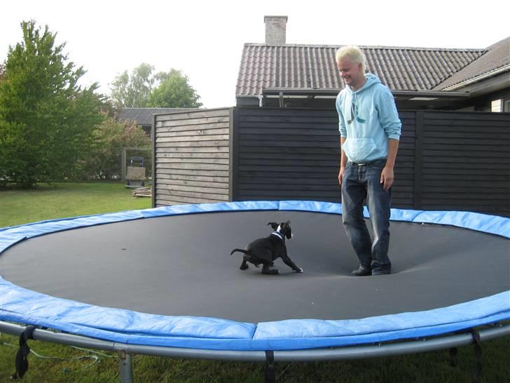 Amerikansk staffordshire terrier Bastian <3 - Bastian med på trampolinen.. :) billede 7