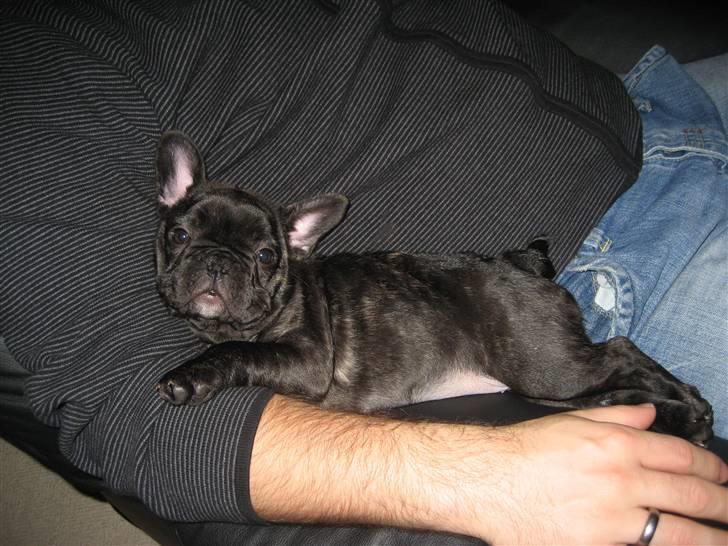 Fransk bulldog Berta billede 5