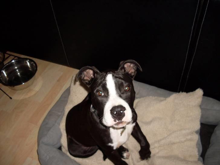 Amerikansk staffordshire terrier Bastian <3 billede 8