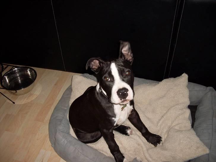 Amerikansk staffordshire terrier Bastian <3 billede 9