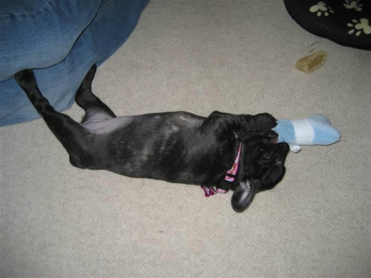 Fransk bulldog Berta billede 6