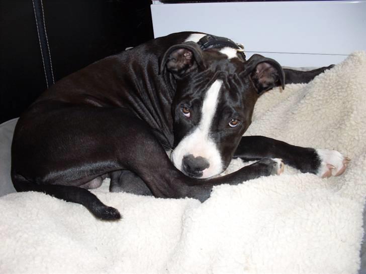 Amerikansk staffordshire terrier Bastian <3 - Når han putter :) billede 10