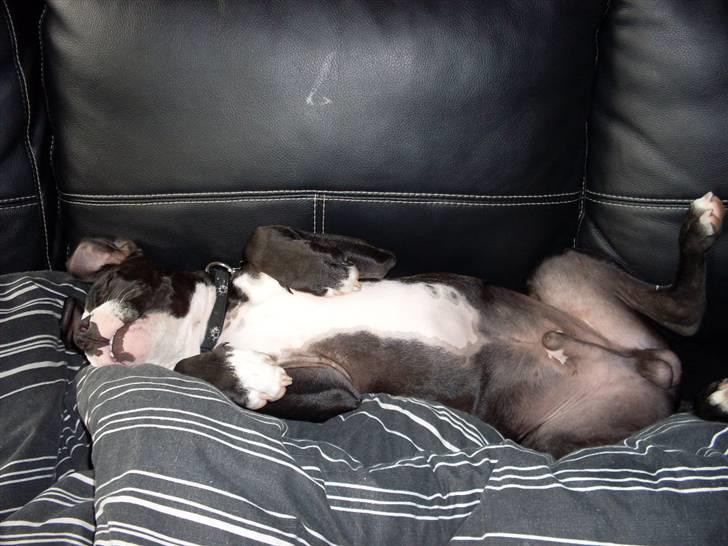 Amerikansk staffordshire terrier Bastian <3 - Han er tosset ;) billede 11