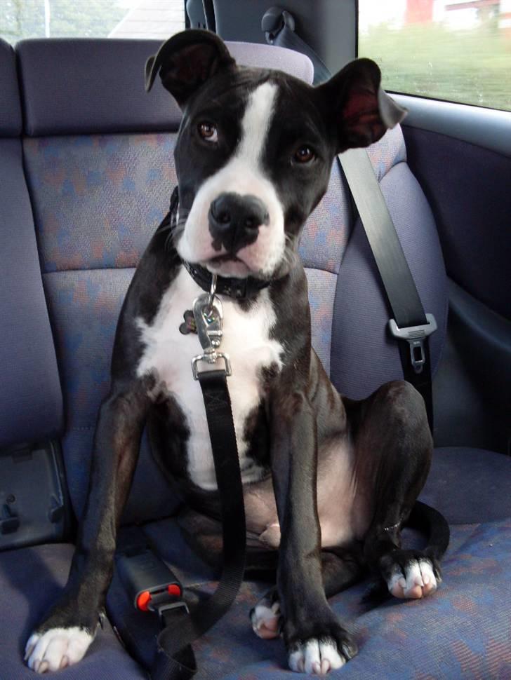 Amerikansk staffordshire terrier Bastian <3 - Med ude at køre bil, han elsker det :) billede 12