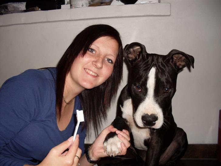 Amerikansk staffordshire terrier Bastian <3 - Mig og Bastian, han var ved at få børstet tænder :D billede 13