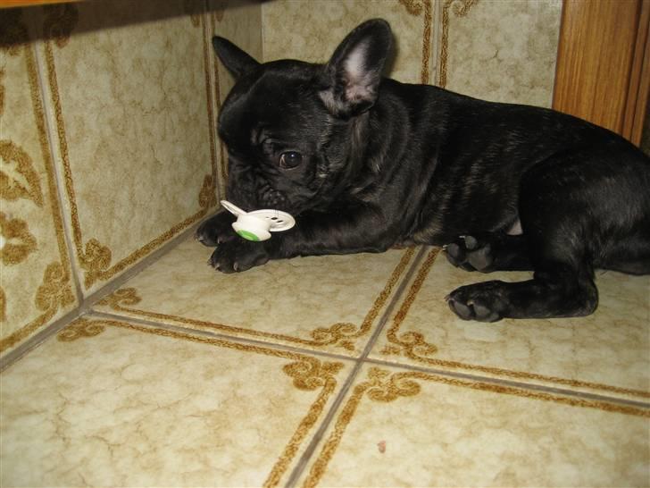 Fransk bulldog Berta billede 7