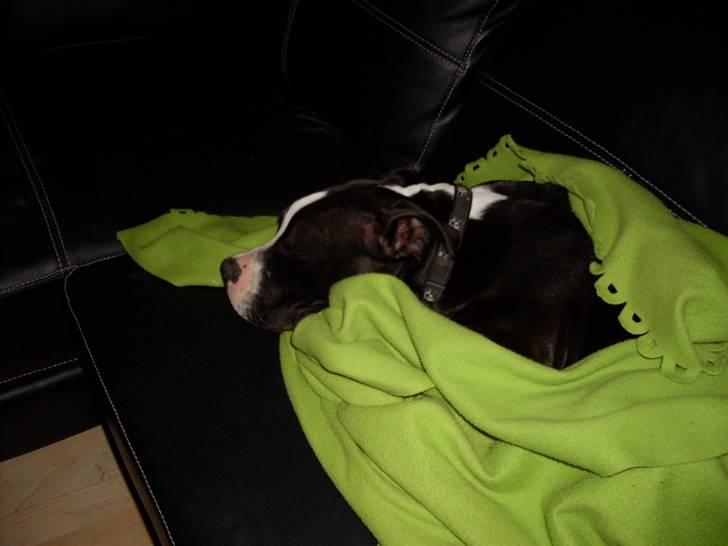 Amerikansk staffordshire terrier Bastian <3 - Såå sød :$  billede 14