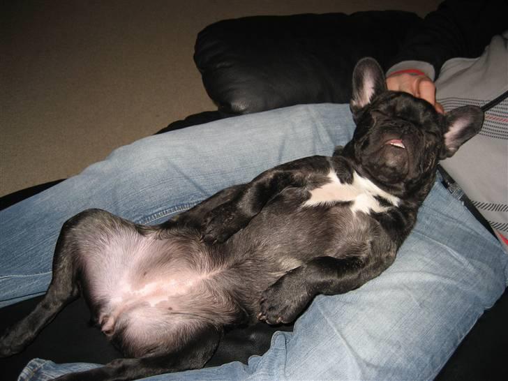 Fransk bulldog Berta billede 8