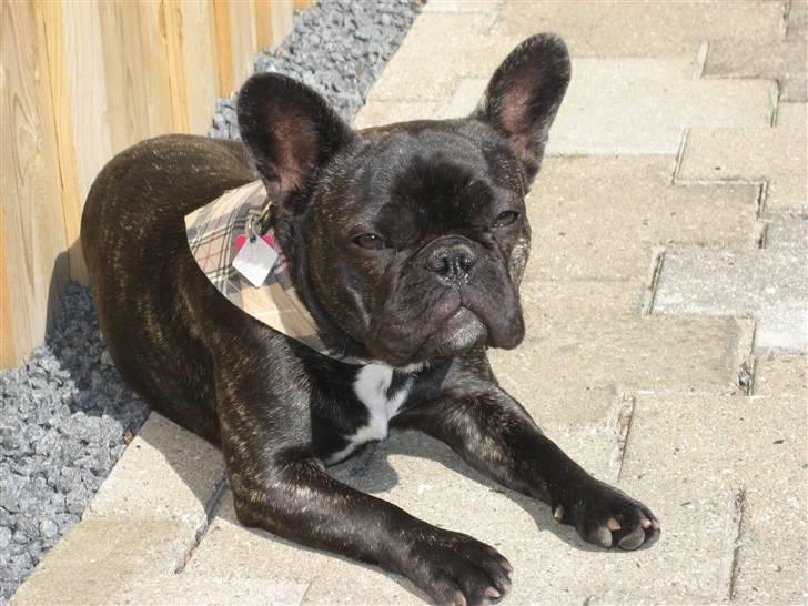 Fransk bulldog Berta billede 9