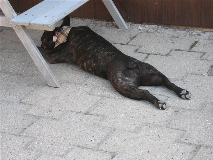 Fransk bulldog Berta billede 10