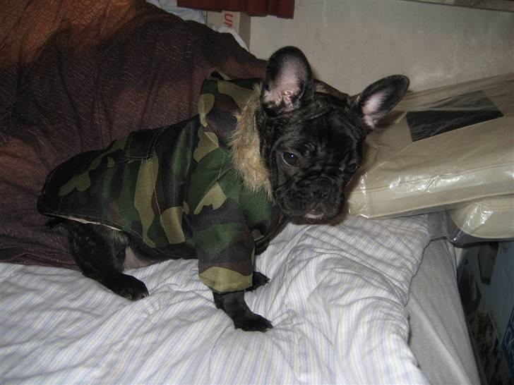 Fransk bulldog Berta billede 11