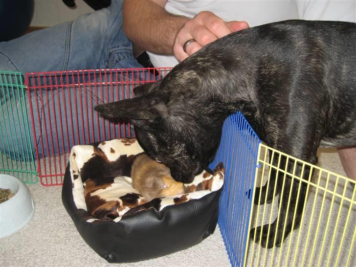 Fransk bulldog Berta billede 12