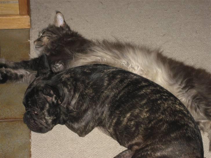 Fransk bulldog Berta billede 13