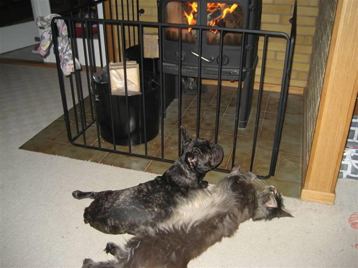 Fransk bulldog Berta billede 14