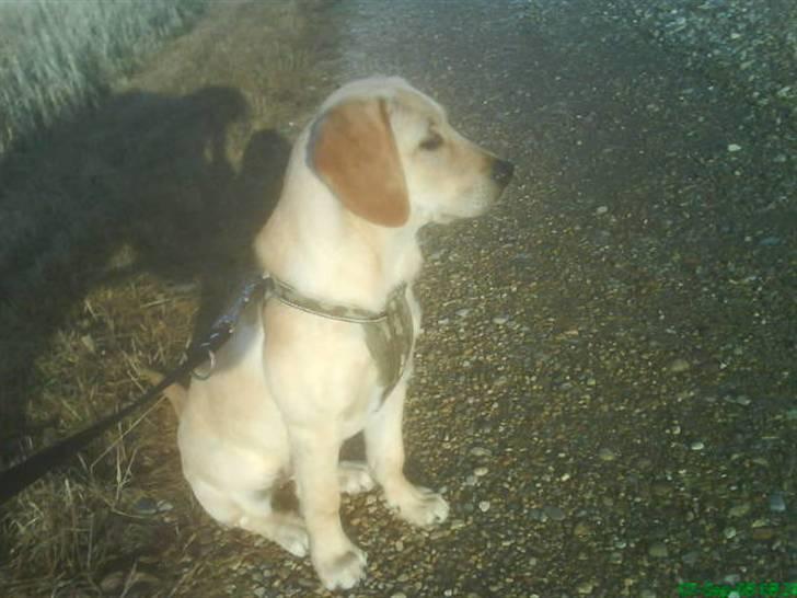 Blanding af racer Liva (Himmelhund)  - Liva ser en hest for første gang billede 2