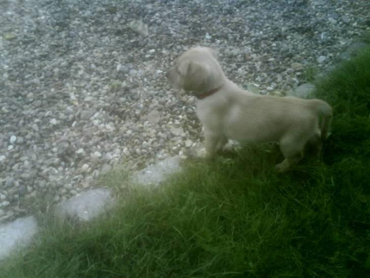 Blanding af racer Liva (Himmelhund)  - 6 uger billede 3