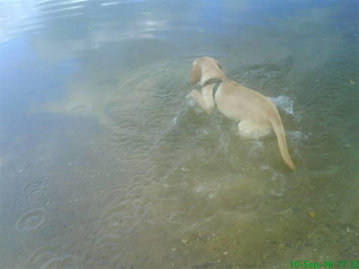 Blanding af racer Liva (Himmelhund)  - første tur til søen billede 4