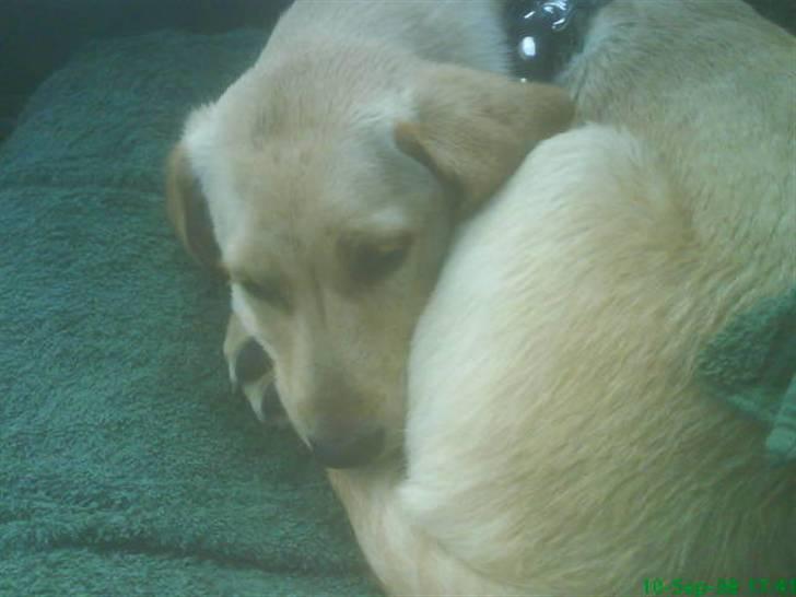 Blanding af racer Liva (Himmelhund)  - meget træt i bilen på vej hjem fra søen billede 5