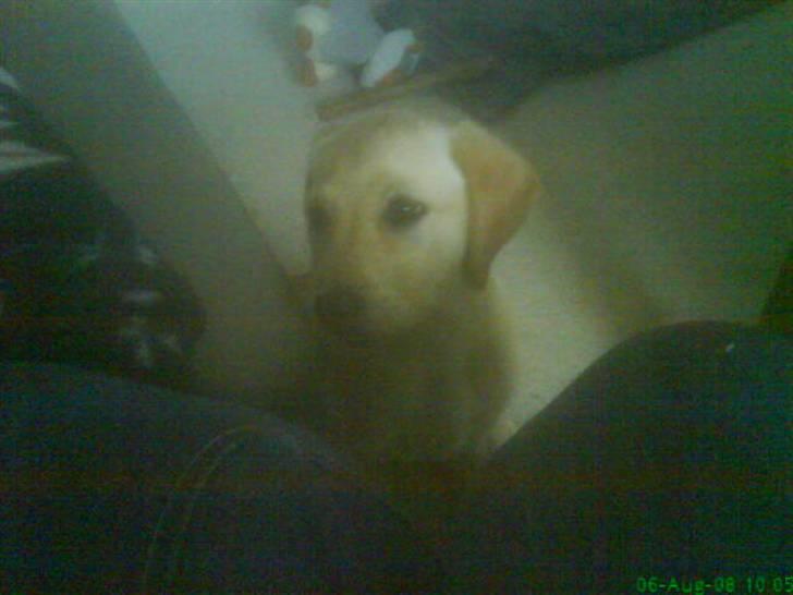 Blanding af racer Liva (Himmelhund)  - 1. dag hjemme billede 6