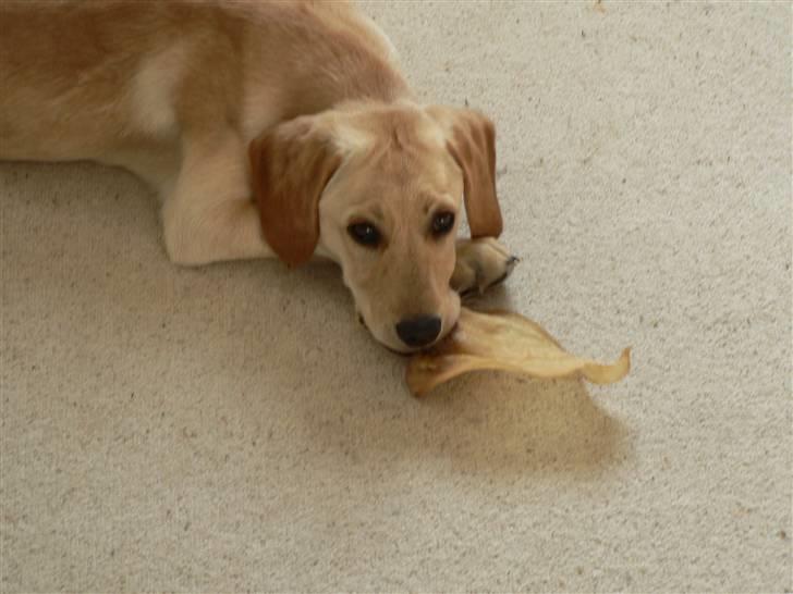 Blanding af racer Liva (Himmelhund)  - med et okseøre - 13 uger billede 7