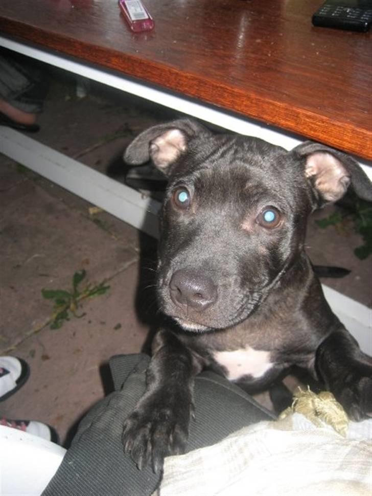 Staffordshire bull terrier Tiger billede 1