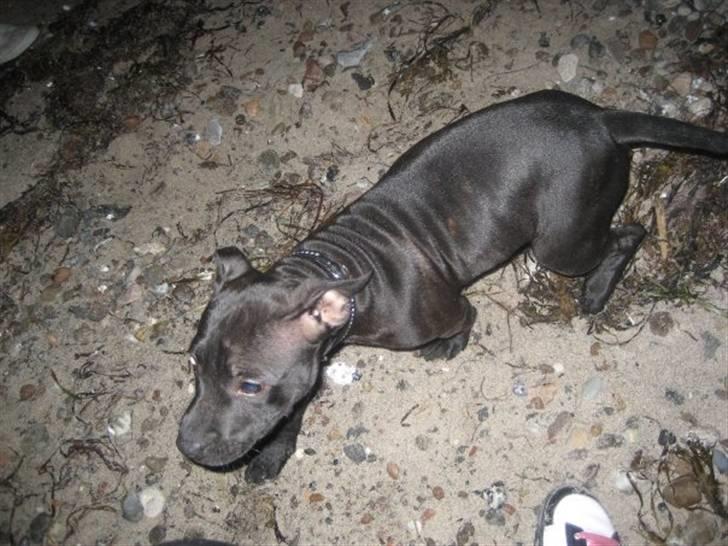 Staffordshire bull terrier Tiger billede 2