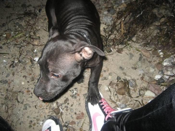 Staffordshire bull terrier Tiger billede 3