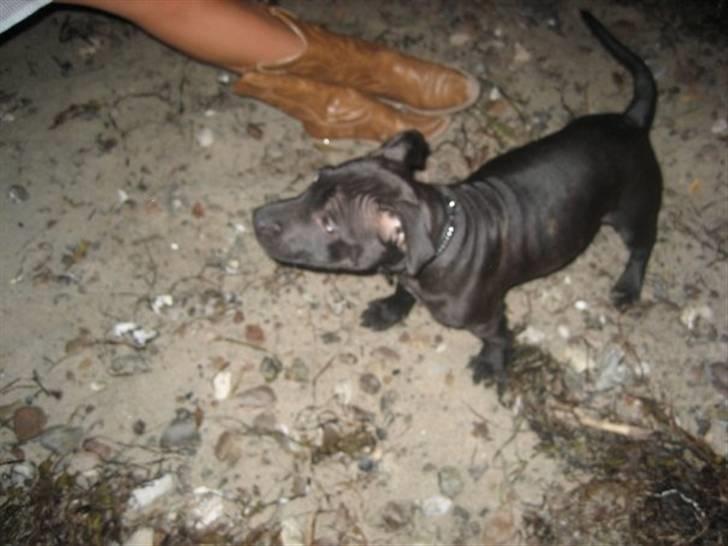 Staffordshire bull terrier Tiger billede 4