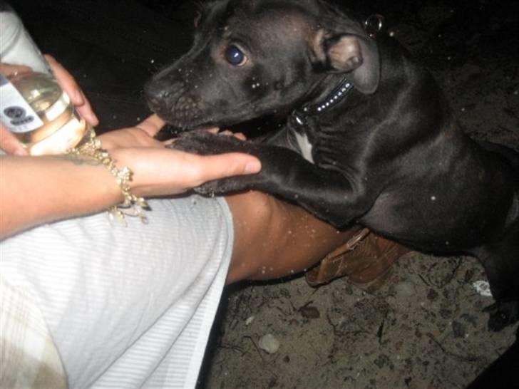 Staffordshire bull terrier Tiger billede 5