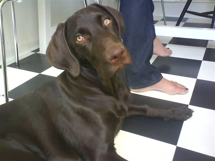 Blanding af racer Dumle - Nyeste billed af min dejlige Dumle.. billede 1