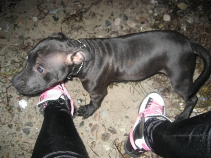 Staffordshire bull terrier Tiger billede 6