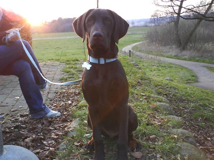 Blanding af racer Dumle billede 2