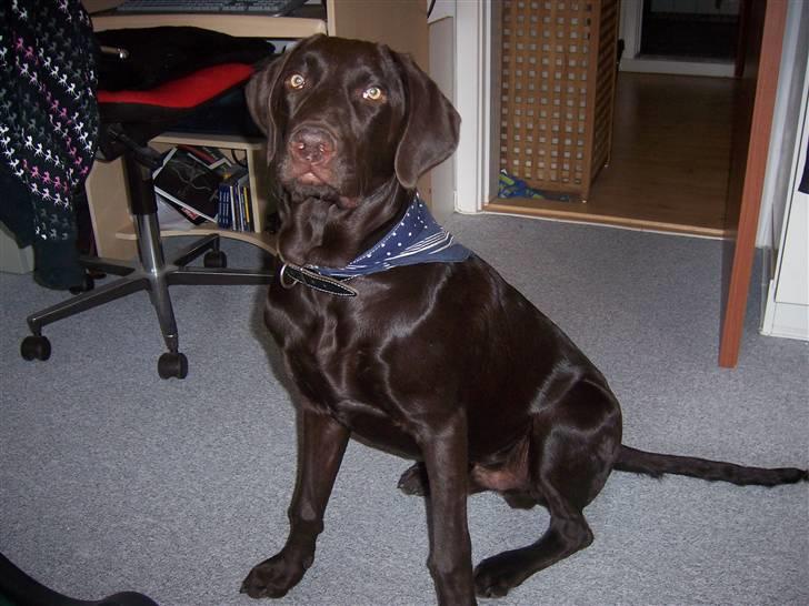 Blanding af racer Dumle billede 3