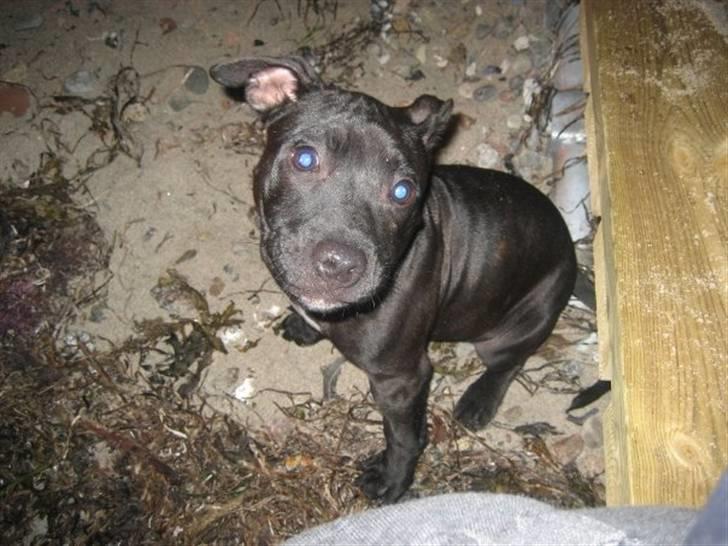 Staffordshire bull terrier Tiger billede 8