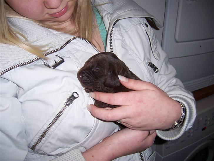 Blanding af racer Dumle - Ca en uge gamel.. Han var den eneste brune han i kuldet.. :) billede 4
