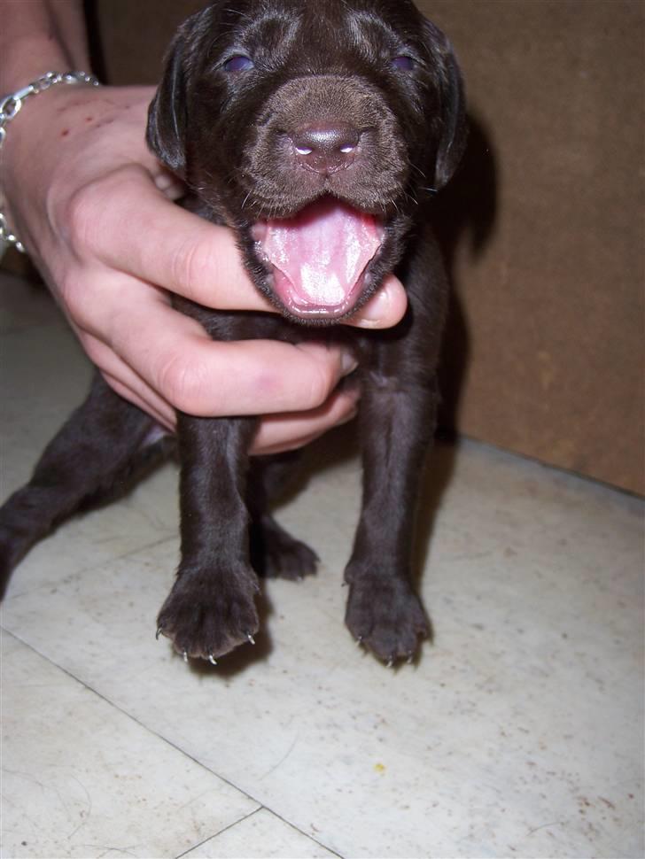 Blanding af racer Dumle - Ca 2uger gammel.. billede 5