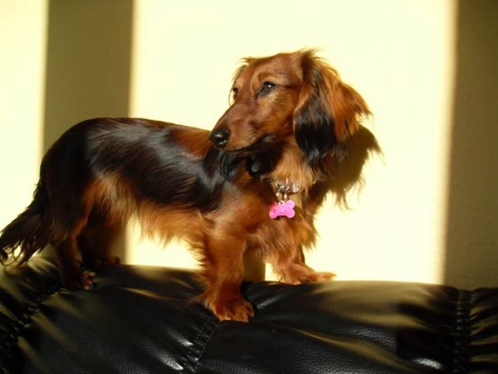 Miniature gravhund Tia billede 11