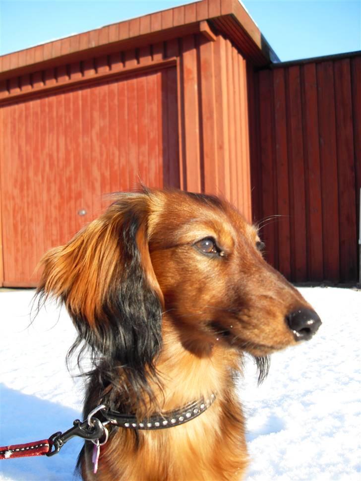 Miniature gravhund Tia billede 13