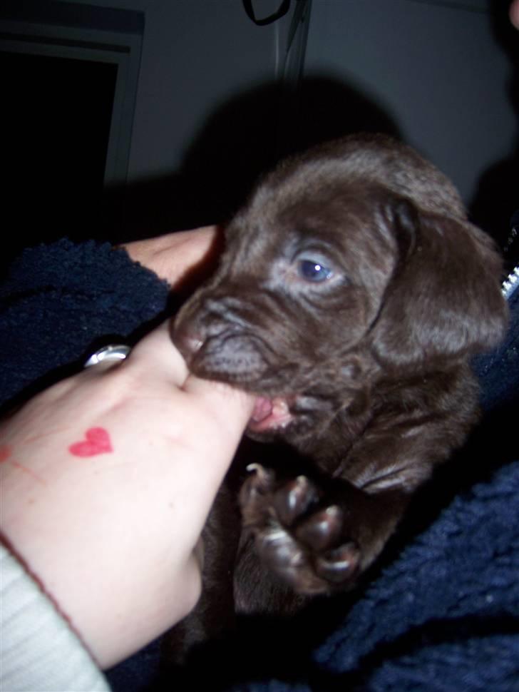 Blanding af racer Dumle - Ca 4uger gammel.. billede 6