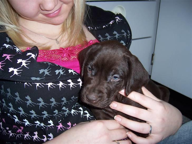 Blanding af racer Dumle - Ca 5uger gammel.. billede 7