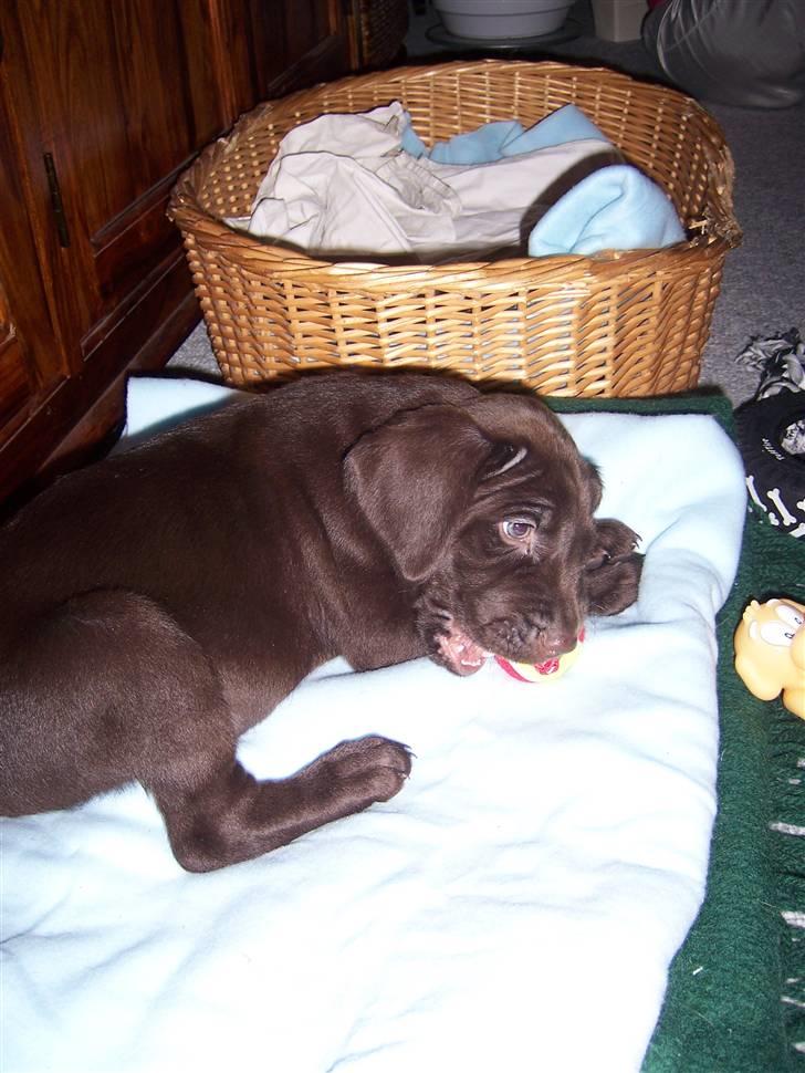 Blanding af racer Dumle - Så har vi lige hentet Dumle.. han nyder allerede sidt nye legetøj.. billede 8