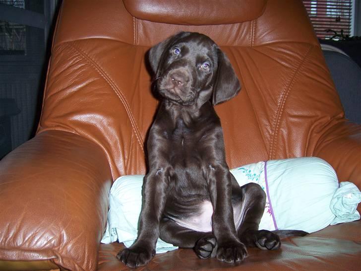 Blanding af racer Dumle - Se hvor fint jeg kan side mor..  :) billede 9