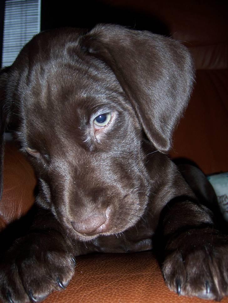 Blanding af racer Dumle billede 10