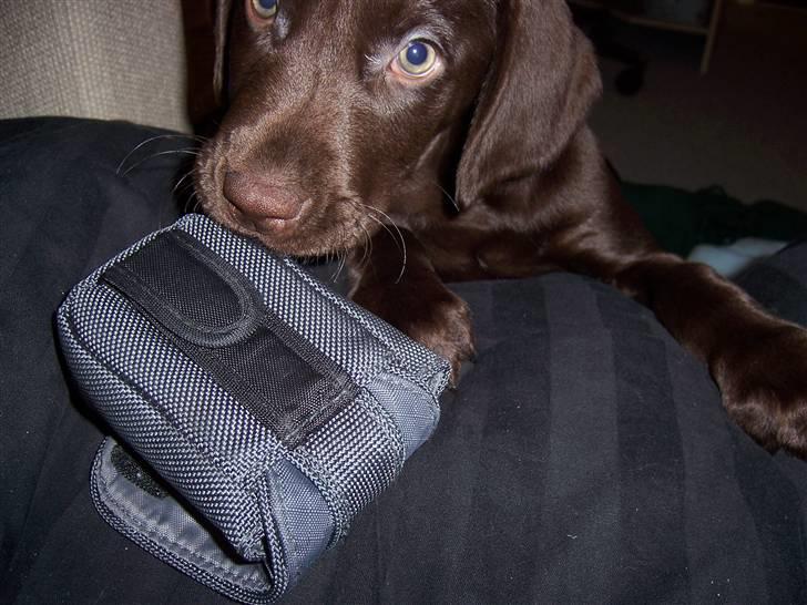 Blanding af racer Dumle - "Må jeg lige låne den mor.." :) billede 11